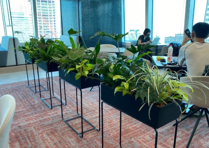 辦公室植物推薦 辦公室植物推薦