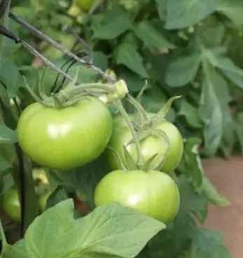 番茄著果劑效果