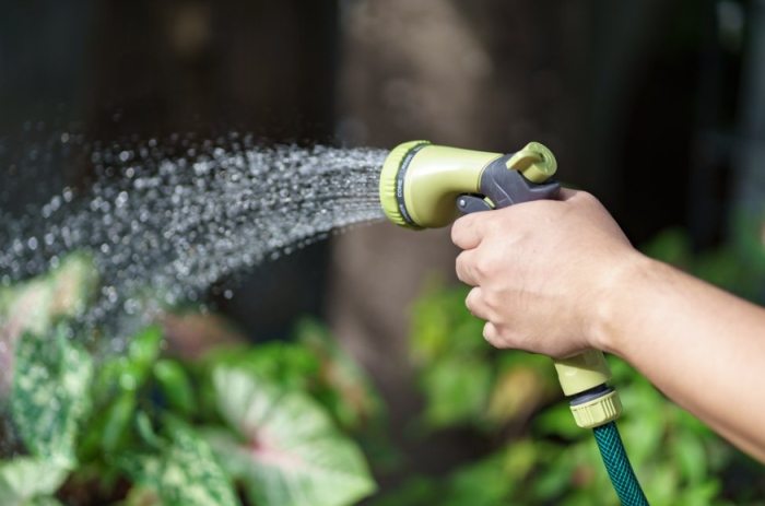 多久澆一次水 多久澆一次水