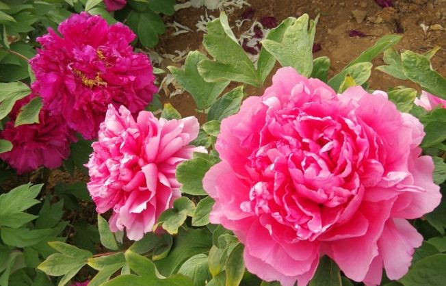 牡丹花根塊種植技巧