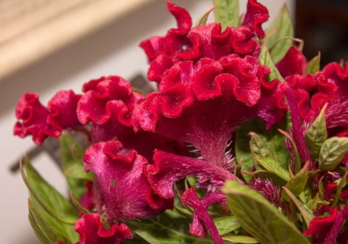 雞冠花種植方法 雞冠花種植方法