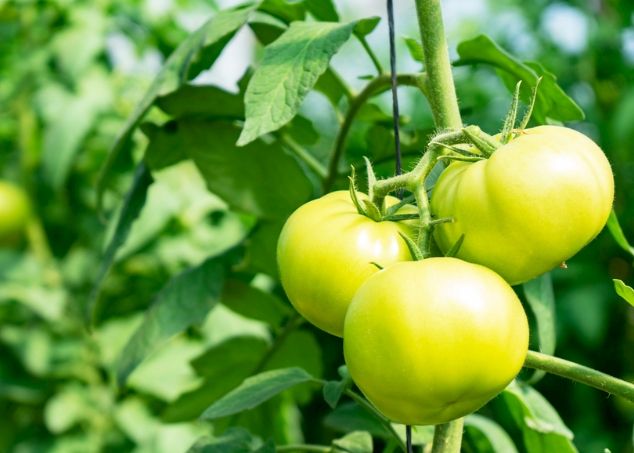 番茄種子發芽時間