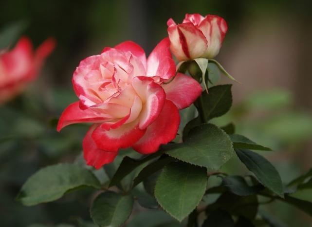 玫瑰葉子變黃原因 玫瑰葉子變黃原因