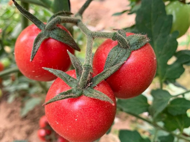 家庭蕃茄栽培 家庭蕃茄栽培