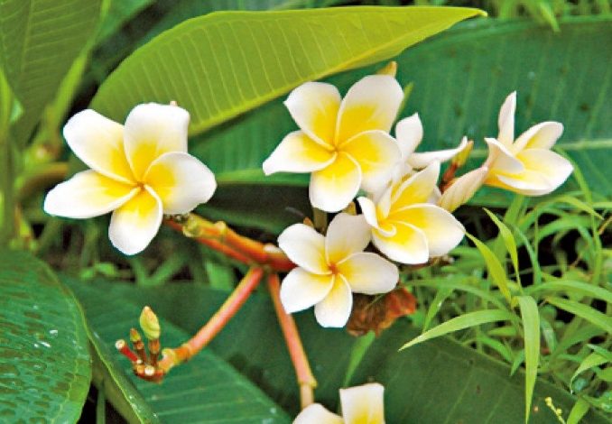 雞蛋花矮化品種 雞蛋花矮化品種