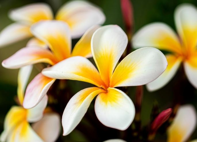 矮種雞蛋花盆栽 矮種雞蛋花盆栽