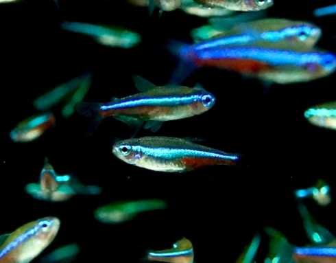 綠色觀賞魚養殖方法