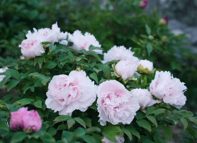 松葉牡丹播種方法 松葉牡丹播種方法