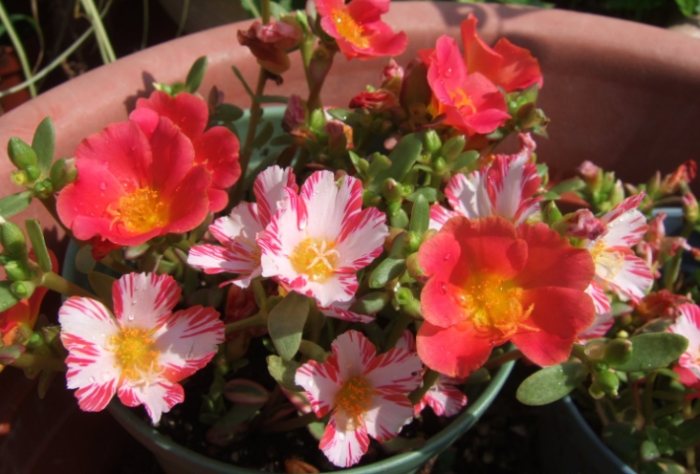 松葉牡丹養護技巧 松葉牡丹養護技巧