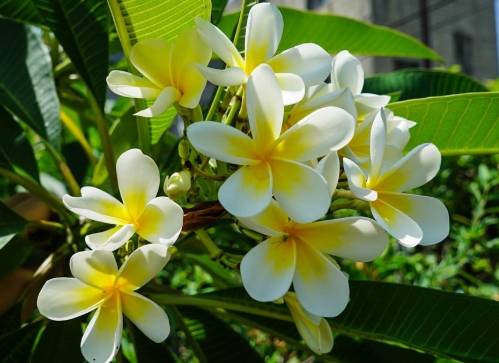 天然肥皂水製作