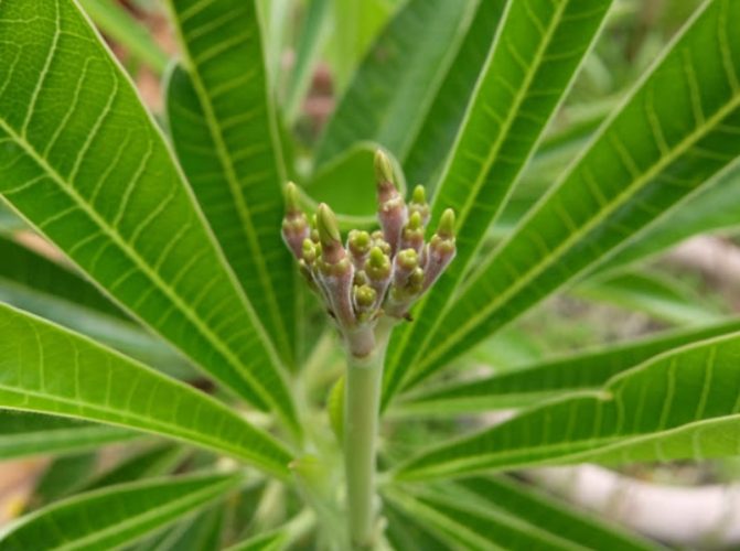 雞蛋花養護 雞蛋花養護