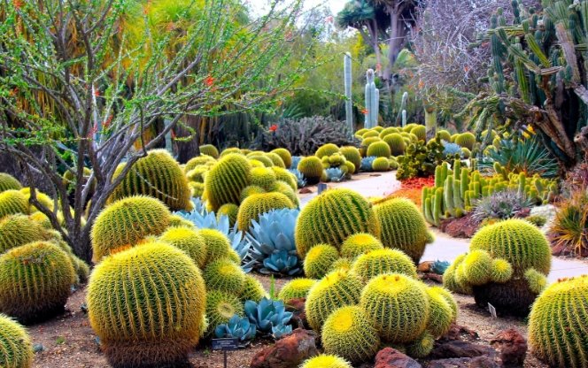 仙人掌澆水頻率 仙人掌澆水頻率