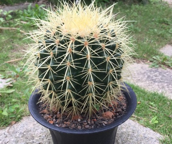 盆栽換土步驟 盆栽換土步驟