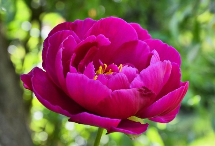 牡丹養護指南 牡丹養護指南