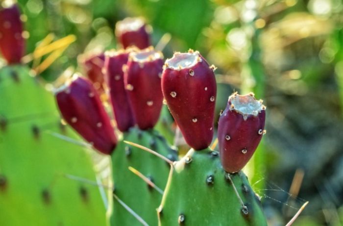 仙人掌澆水頻率 仙人掌澆水頻率