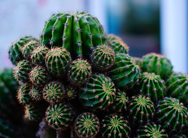 仙人球怎麼養 仙人球怎麼養
