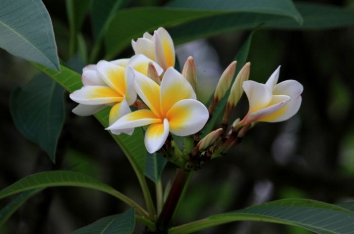 雞蛋花養護 雞蛋花養護