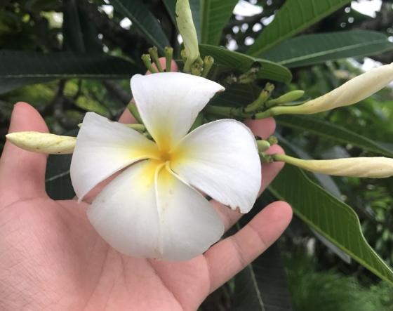 雞蛋花葉子捲曲原因