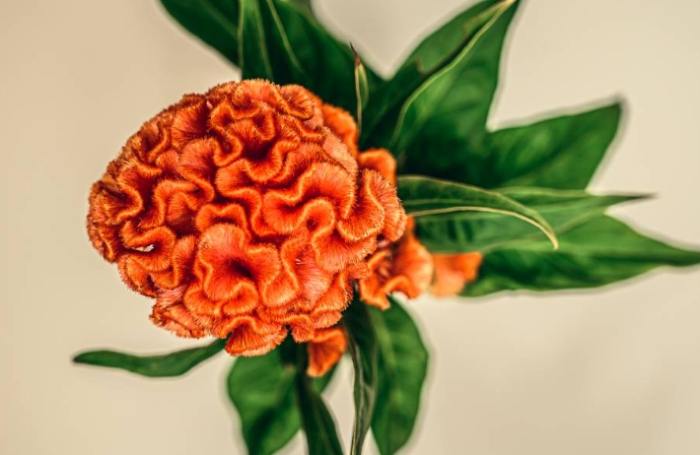 雞冠花栽培技巧 雞冠花栽培技巧