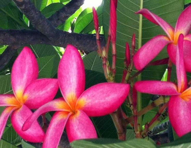 雞蛋花肥料推薦 雞蛋花肥料推薦