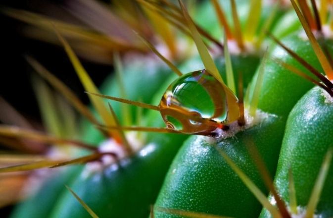 仙人掌變軟處理