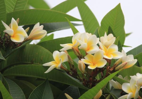 雞蛋花種植 雞蛋花種植