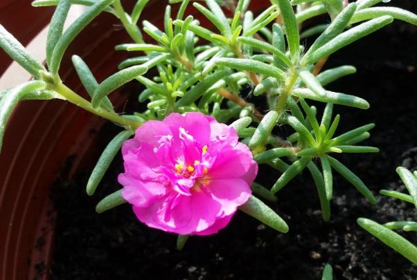 松葉牡丹養護技巧 松葉牡丹養護技巧