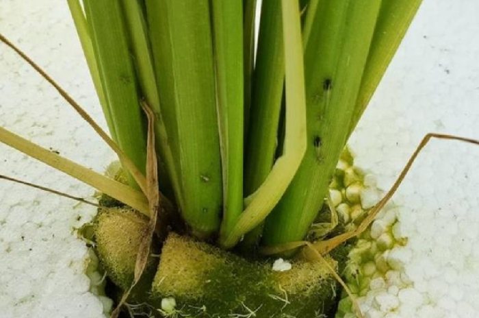 水耕病蟲害防治