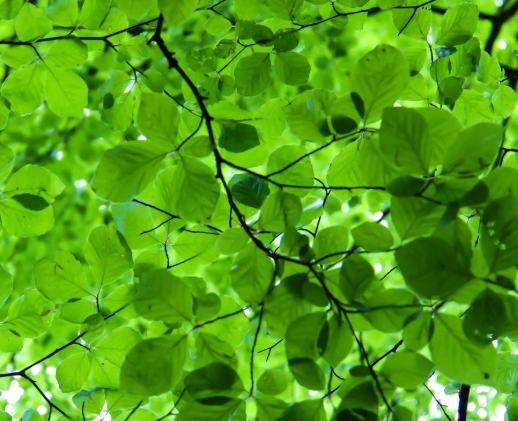 葉子尖端變黑處理