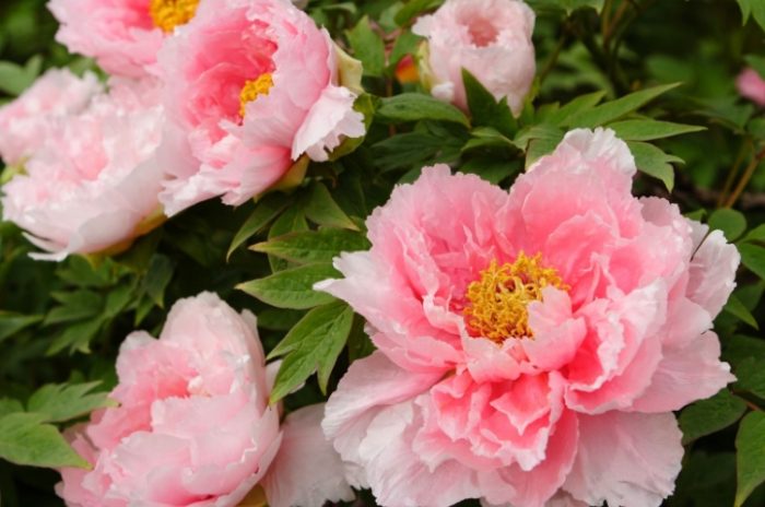 多肉植物澆水技巧 多肉植物澆水技巧