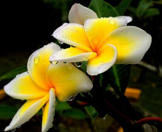 雞蛋花施肥方法 雞蛋花施肥方法