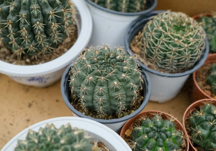 仙人掌施肥方法