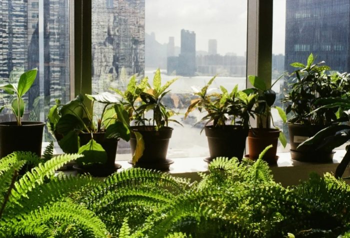 水耕病蟲害防治