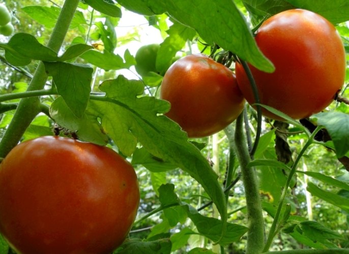 蕃茄施肥技巧 蕃茄施肥技巧