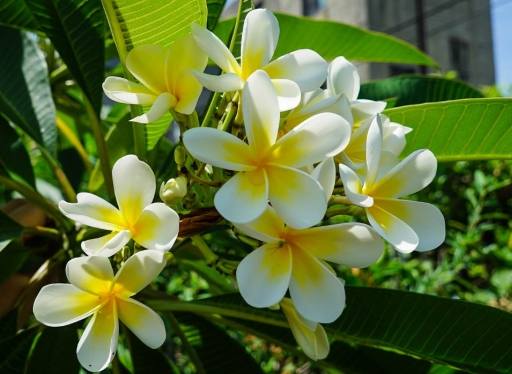 雞蛋花養護 雞蛋花養護