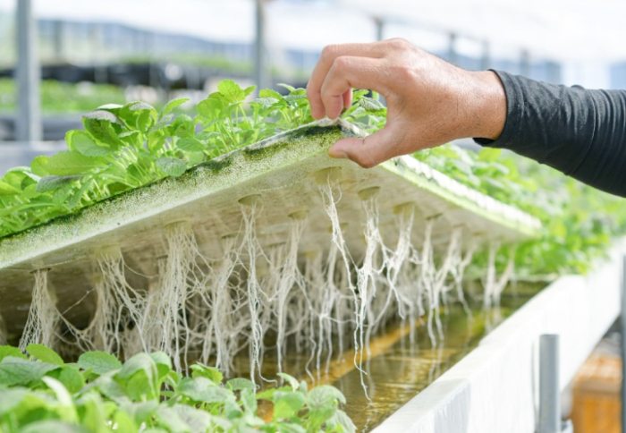 黃金葛水耕營養 黃金葛水耕營養