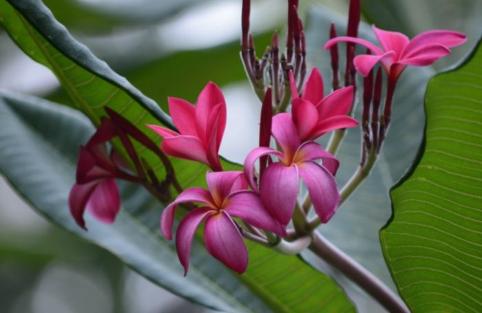 雞蛋花葉子捲曲原因