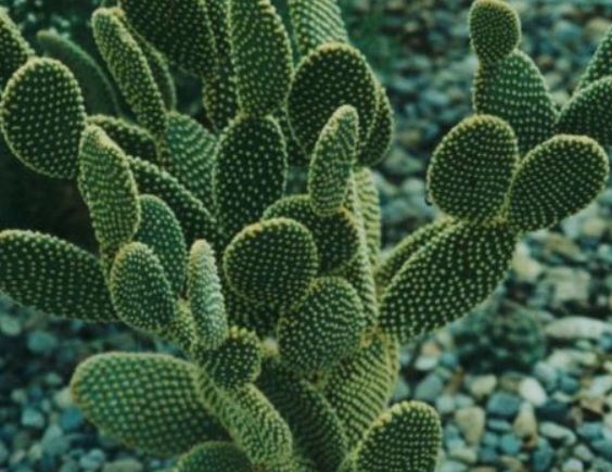 仙人掌養護 仙人掌養護