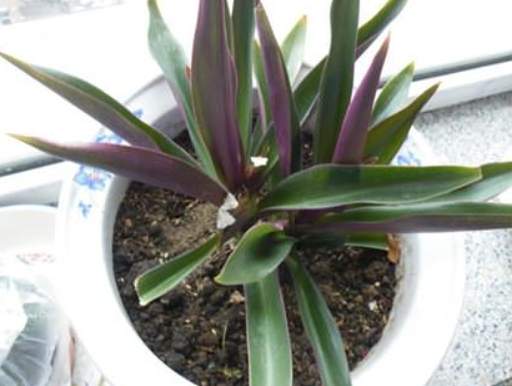 月光萬年青繁殖 月光萬年青繁殖