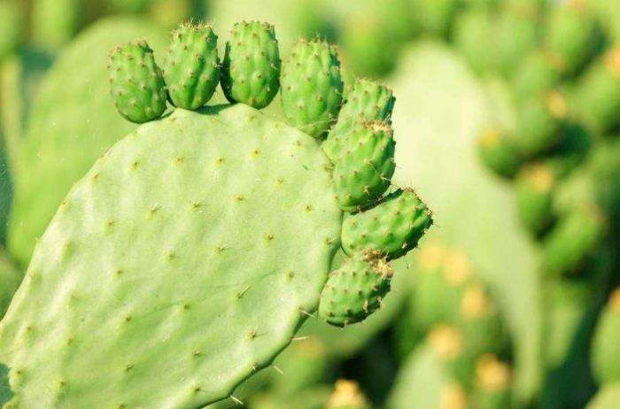 仙人掌爛根症狀 仙人掌爛根症狀