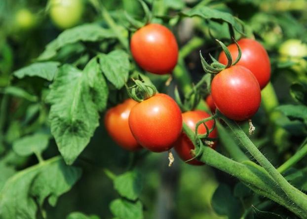 有機蕃茄肥料 有機蕃茄肥料