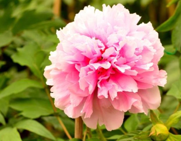 葉牡丹養護 葉牡丹養護