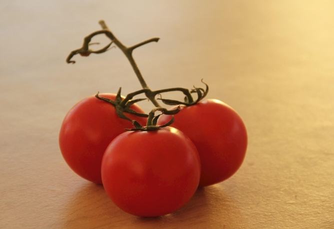 番茄種子發芽方法 番茄種子發芽方法