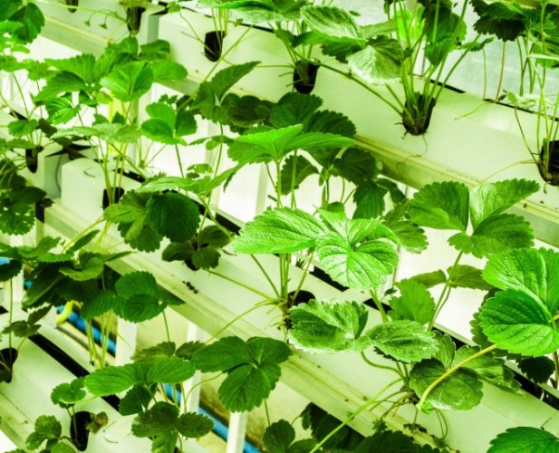 黃金葛水耕營養 黃金葛水耕營養