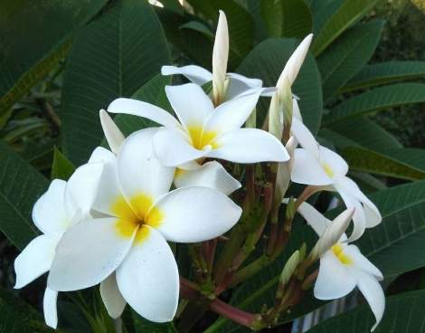 天然肥皂水製作