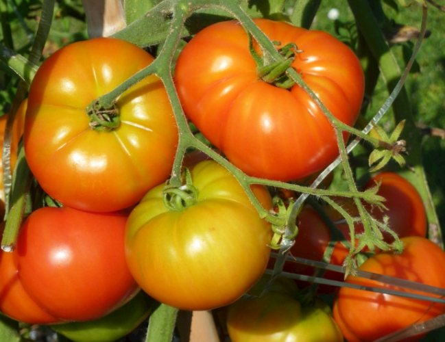 蕃茄種植技巧 蕃茄種植技巧