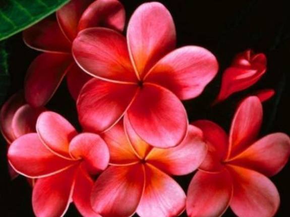 雞蛋花肥料推薦 雞蛋花肥料推薦