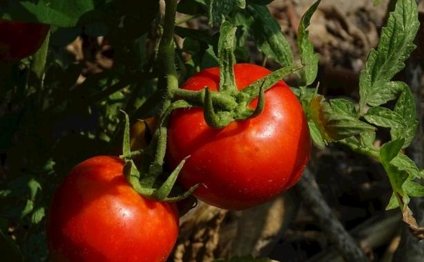 番茄栽培問題解決 番茄栽培問題解決