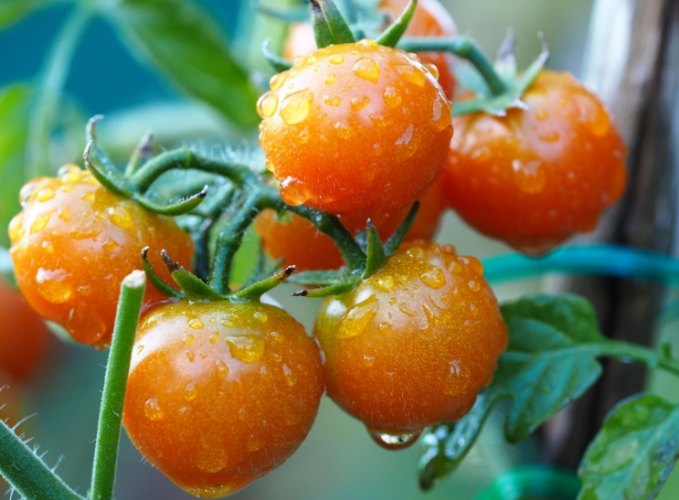 番茄籽營養價值 番茄籽營養價值