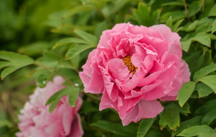 松葉牡丹品種 松葉牡丹品種